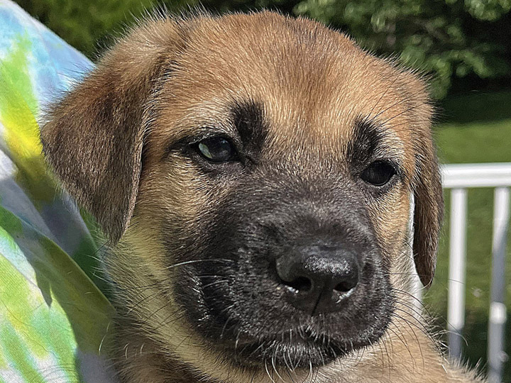 chinook puppy